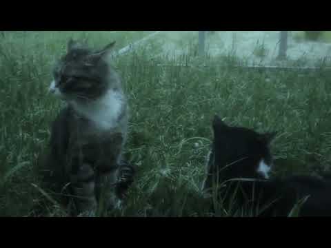 Erika - I Don't Know (slowed) // TikTok Version