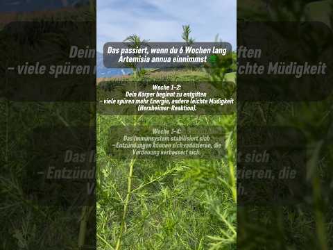 Das passiert, wenn du 6 Wochen lang Artemisia annua einnimmst!🌱 #artemisia #artemisiaannua