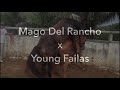 Monta Natural Natural Horse Breeding