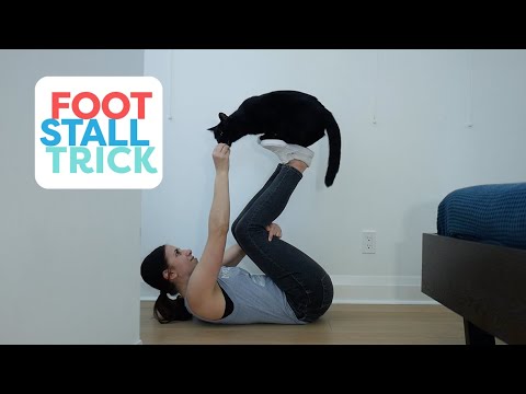 Teach Your Cat To Jump On Your Feet (Foot Stall Trick)