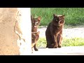 Gang Of Black Cats Attacking My Food