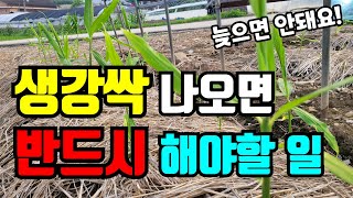 생강 요즘 생기는 병충해, 지금 약하지 않으면 생강 수확량 줄어요. 꼭 방제하세요.