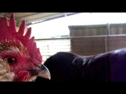 Little Red Rooster