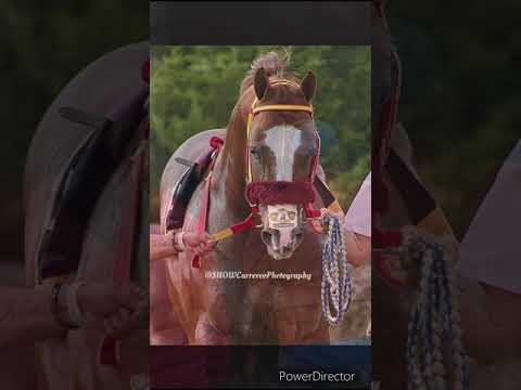 El Vikingo, compositor: Alejandro Corral Gámez.