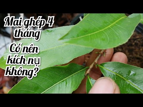 Mai ghép 4 tháng có nên kích nụ không?