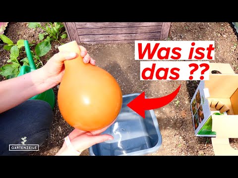 Was ist eine Olla und wie funktioniert sie? Die optimale Bewässerung für Beet & Gewächshaus?