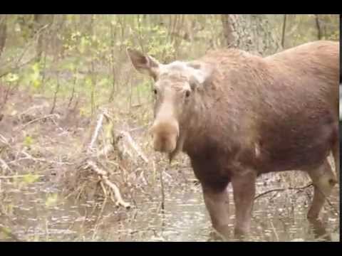 Samica łosia (klępa) w ciąży. Las Bemowski.