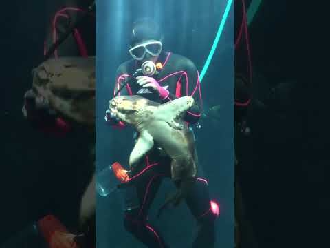 ネコザメを抱っこ（下田海中水族館）