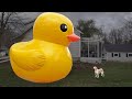 Little Dog Surprised By GIANT Rubber Duck Cute Dog Indie Saved By 20 Ft Tall Rubber Ducky