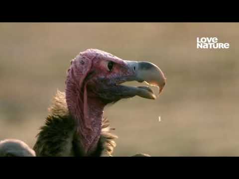 Documentário - Sobreviventes Selvagens - Vale de Luangwa - Parte 3