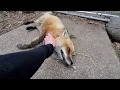 The Foxes That Say HEHEHE