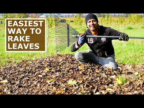EASIEST Way to Rake Fallen Leaves