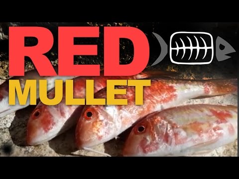 download lagu mp3 mp4 Greek Mullet, download lagu Greek Mullet gratis, unduh video klip Greek Mullet