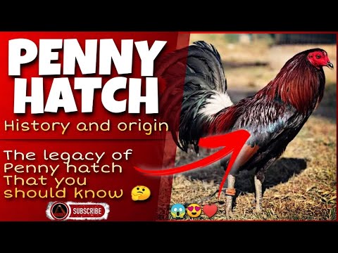 Penny Hatch