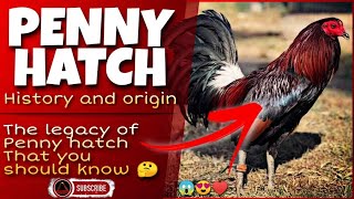 The penny hatch chicken history and origin.