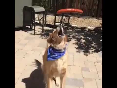 El perro del portero del Liverpool 😁😁