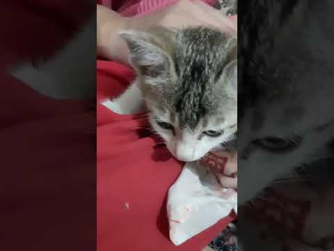 My cute cat baby. # catlover  #foryou #viralvideo #cat#youtube #youtubeshort #happymovement.