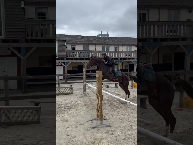 Tolanelo &ndash; 3 ans &ndash; 1,74 m &ndash; gros potentiel cso 