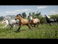 Spirit And His Herd Run From One Side Of The Map To The Other In Red Dead Redemption 2