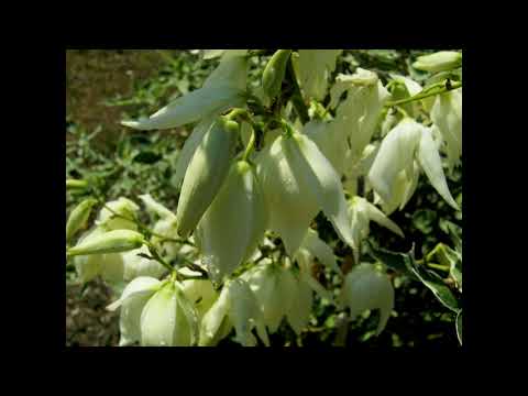 Wojciech Korda i Alibabki   Są takie łzy niepotrzebne nikomu