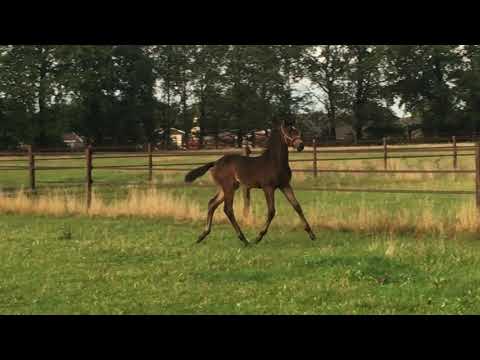 O-Luna Endy ( Blue Horse Kingston x Furst Romancier x Jazz)