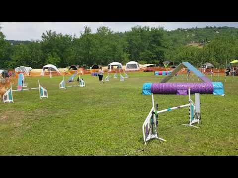 Dunakanyar Agility verseny: Twister - A1 Agility