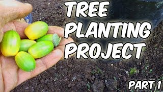 Tree Planting Project|Trees From Seed|Part 1