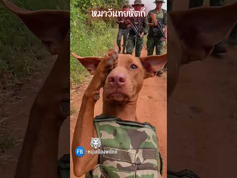 หมาวันทยหัตถ์