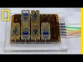 Artificial Female Reproductive Tract Opens New Health Frontiers National Geographic