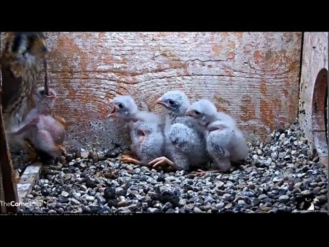 Cornell Kestrel Cam ~ Two Feedings ~ Junior Goes On Wild Ride Again; Big Bites, Long Pulls 6.24.18