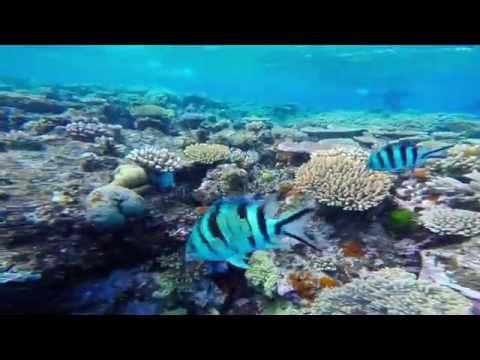 Agincourt Reef Snorkeling, Port Douglas QLD, Great Barrier Reef, Australia
