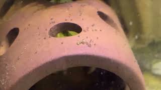 [問題] 請問魚缸這黑黑爬來爬去是什麼蟲嗎？