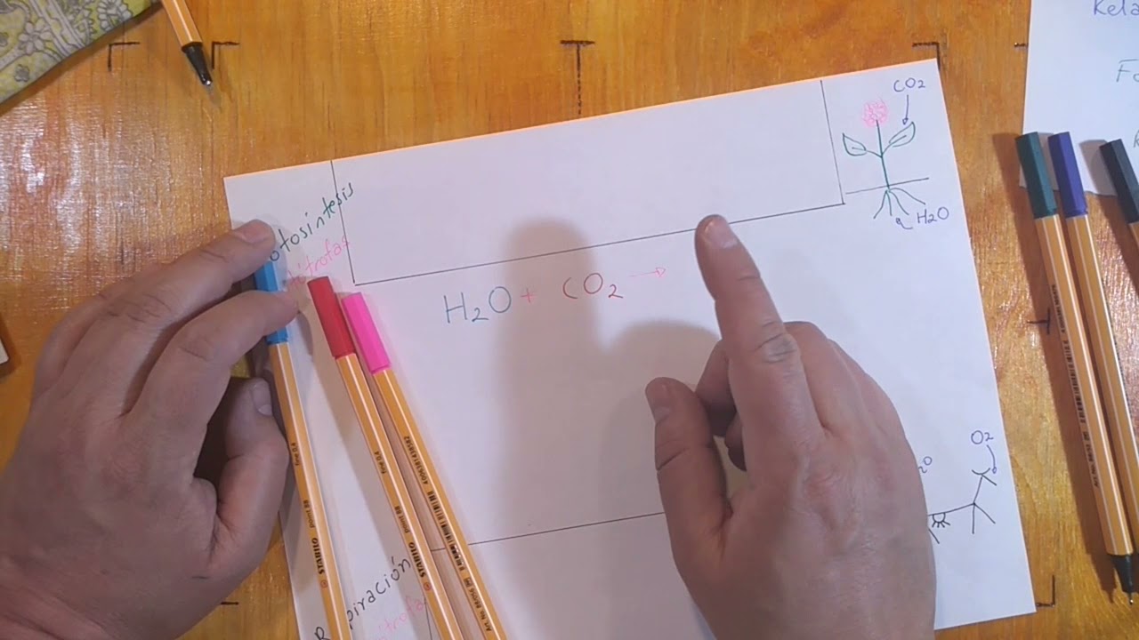 8.005.1 Relación entre procesos metabólicos - Fotosíntesis y Respiración