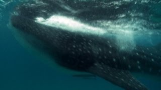 Whale Shark Dive | Deadly 60 | Series 2 | BBC