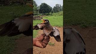 Download lagu Suara bayi burung maina || suara burung myna biasa || mp3