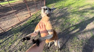 How to Fight a Kangaroo (and talk to eggs)