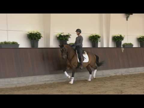 First Diamond born 2016 by First Ampere/Diamond Hit