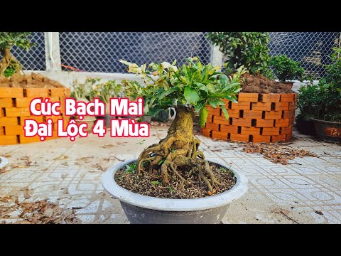 October 29. Bach Mai Chrysanthemum, Binh Loi Super Flower, Dai Loc Gia Bonsai Season. ☎ 0987500749