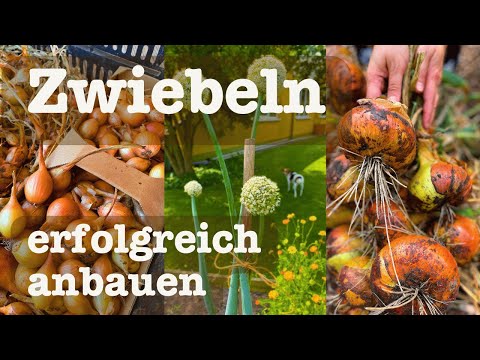 # 89 🧅 Growing onions successfully 🧅 From seed to onion sets 🐝🌸 to harvest