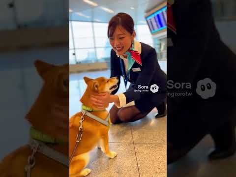 空港で柴犬を見つけたCAさんの反応