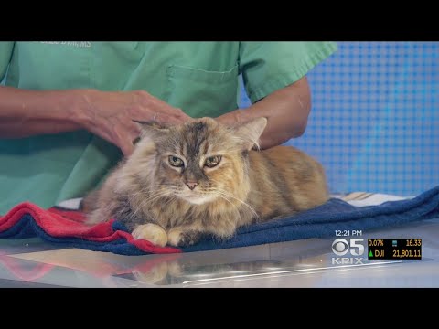 PET EXPERT: What To Do When Your Cat Resists Topical Flea Treatment