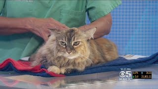 PET EXPERT: What To Do When Your Cat Resists Topical Flea Treatment