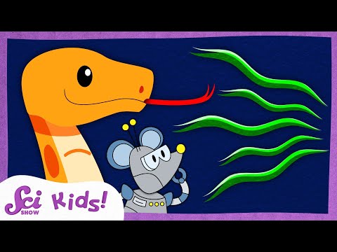 How Do Snakes Smell With Their Tongues? | Amazing Animal Senses! | SciShow Kids