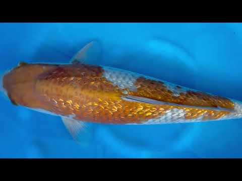 23rd JKS Online Auction: JKS-AC23-32 - Ginrin ochiba 52cm Female