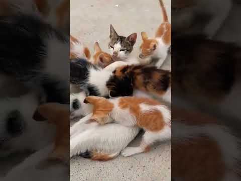 At What Age Do Mother Cats Stop Feeding Their Kittens?