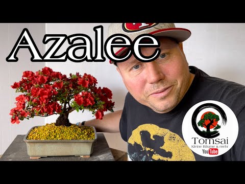 Azalee Umtopfen,Austrieb und Blüte Bonsai 20/23