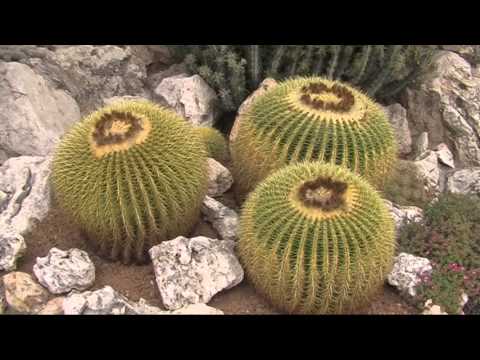 Botanical exotic garden, Monaco