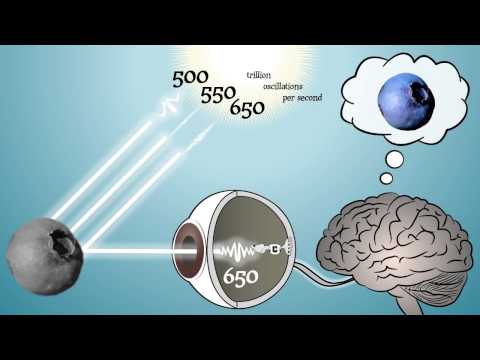 Color Only Exists In Your Brain!