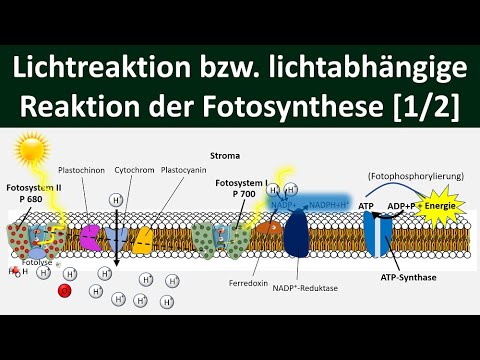 Light-dependent reaction / light reaction / primary reaction of photosynthesis [1/2] -[Biology, a...