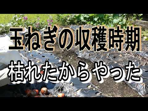 玉ねぎの収穫が遅くなった梅雨を避けて待っていたら葉が枯れた！ | ゆうがの楽々家庭菜園　